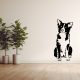 Border Collie Falmatrica